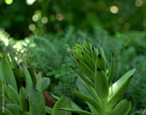 Green succulent background. beautiful bokeh. Sempervivum tectorum  common houseleek . 