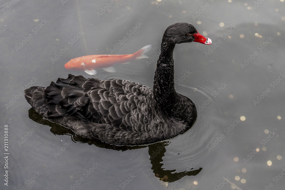 Fototapeta premium Schwarzer Schwan in einem Teich