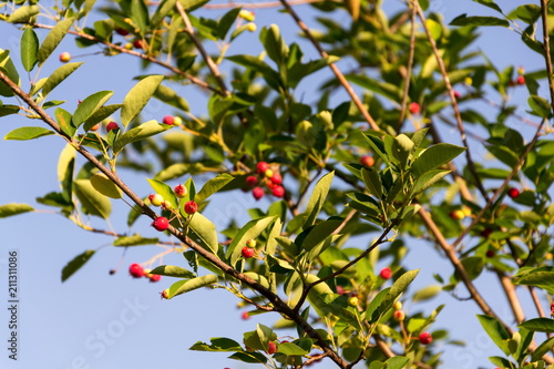 Fruit berries of shadbush shrub Amelanchier also known as shadwood, shadblow, serviceberry, sarvisberry, sarvis, juneberry, Saskatoon, sugarplum, wild-plum, chuckley, pear, sunny day photo