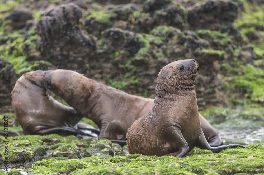 Fototapeta premium Baby sea lion, Patagonia