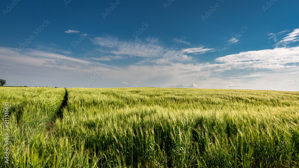 Beautiful ears of grain on green field in sunny day