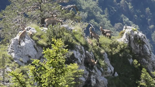 femmine di camoscio con piccoli