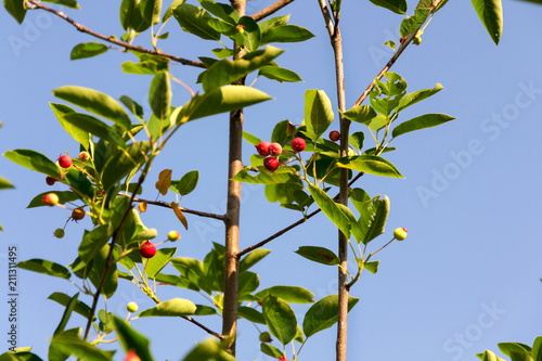 Fruit berries of shadbush shrub Amelanchier also known as shadwood, shadblow, serviceberry, sarvisberry, sarvis, juneberry, Saskatoon, sugarplum, wild-plum, chuckley, pear, sunny day photo