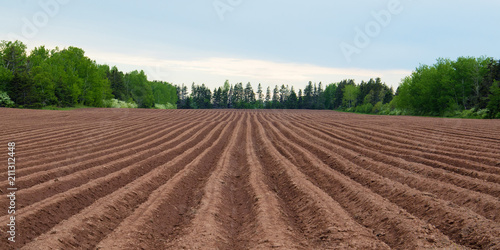 Potato field panorama