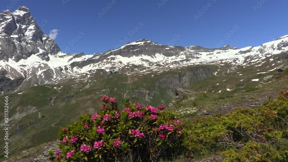 Alpenrose and Mount Cervino or Matterhorn, Aosta Valley, Italy Alpenrose and Mount Cervino or Matterhorn, Aosta Valley, Italy
