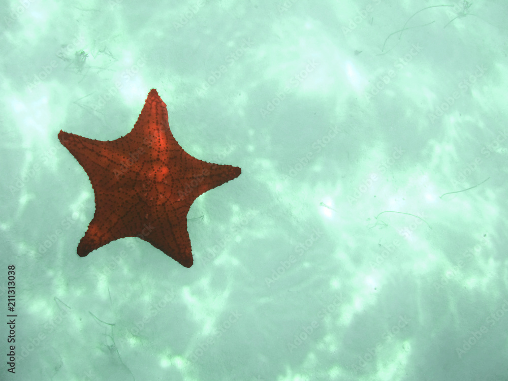 Seestern unter Wasser auf Sandbank Seestern unter Wasser auf Sandbank