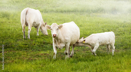 Kühe mit Kälbchen im Morgendunt auf der Weide