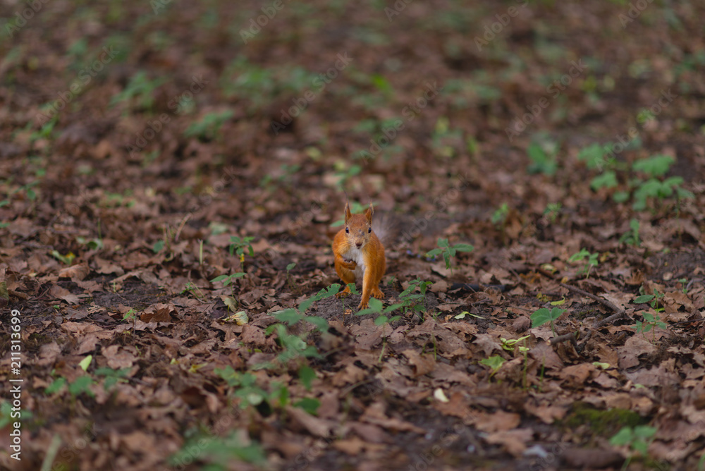 Squirrel red fur funny pets autumn forest on background wild nature animal thematic Squirrel red fur funny pets autumn forest on background wild nature animal thematic