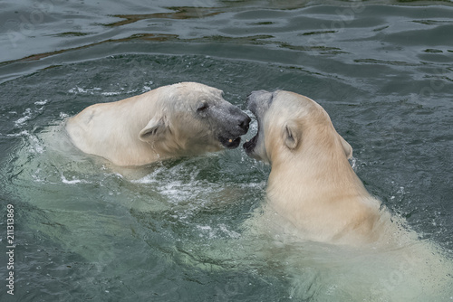 Two white bears playing in water, beautiful animals 