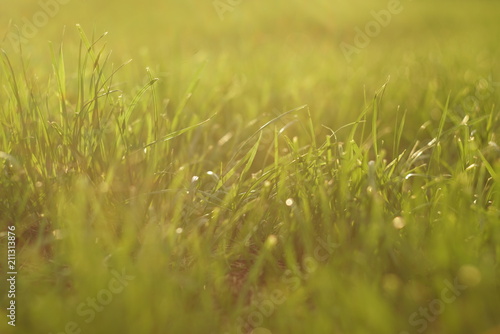 grass and sunlight at sunset in the background. 