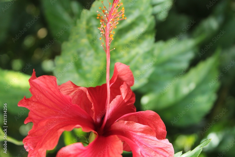 Flor de Jamaica, cayena roja con fondo de hojas verdes Stock Photo | Adobe  Stock
