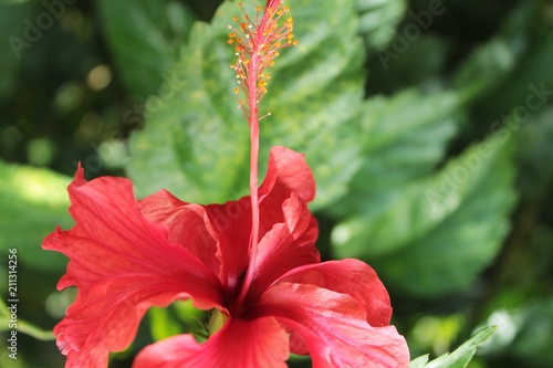 Flor de Jamaica, cayena roja con fondo de hojas verdes photo