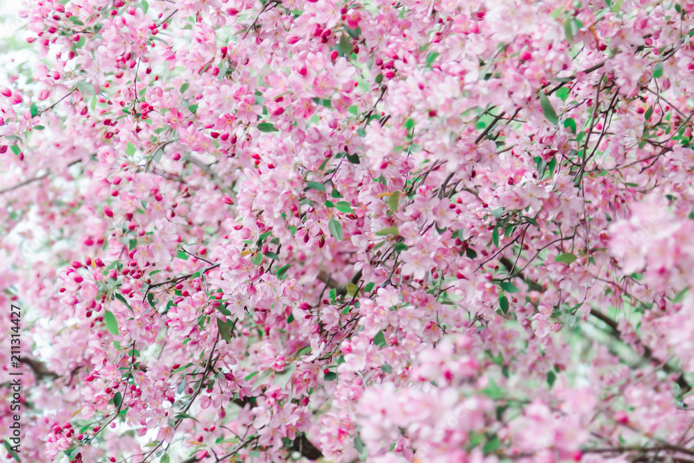 Pink flowers blossom on tree. Nature floral pastel background Pink flowers blossom on tree. Nature floral pastel background