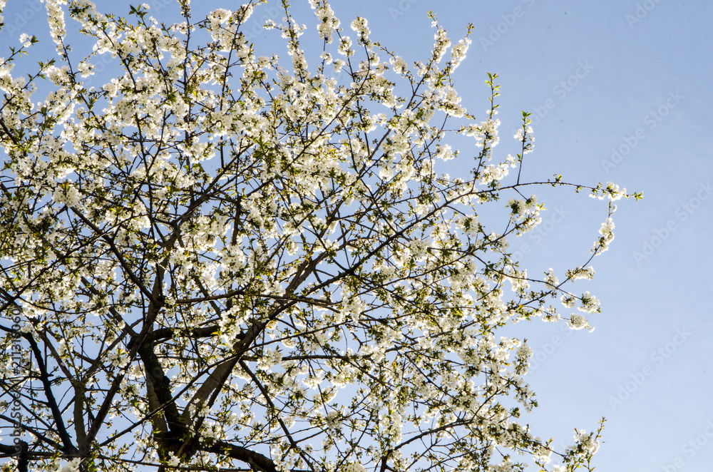 Spring blossoming apple fruit tree on plain blue bright sky