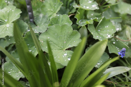 water and leaf