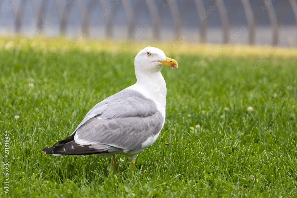 A seagull standing on the green grass