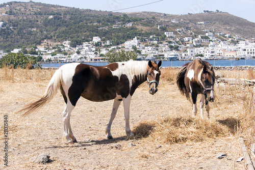 Two beautiful horses in a field agains a backdrop of a beautiful island Patmos in Greece
