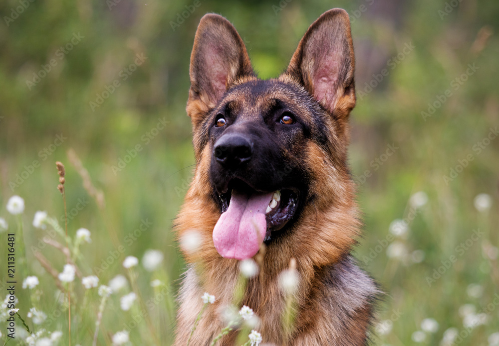 Shepherd dog in the grass