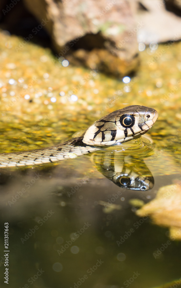 Ringelnatter im Teich Stock Photo Adobe Stock