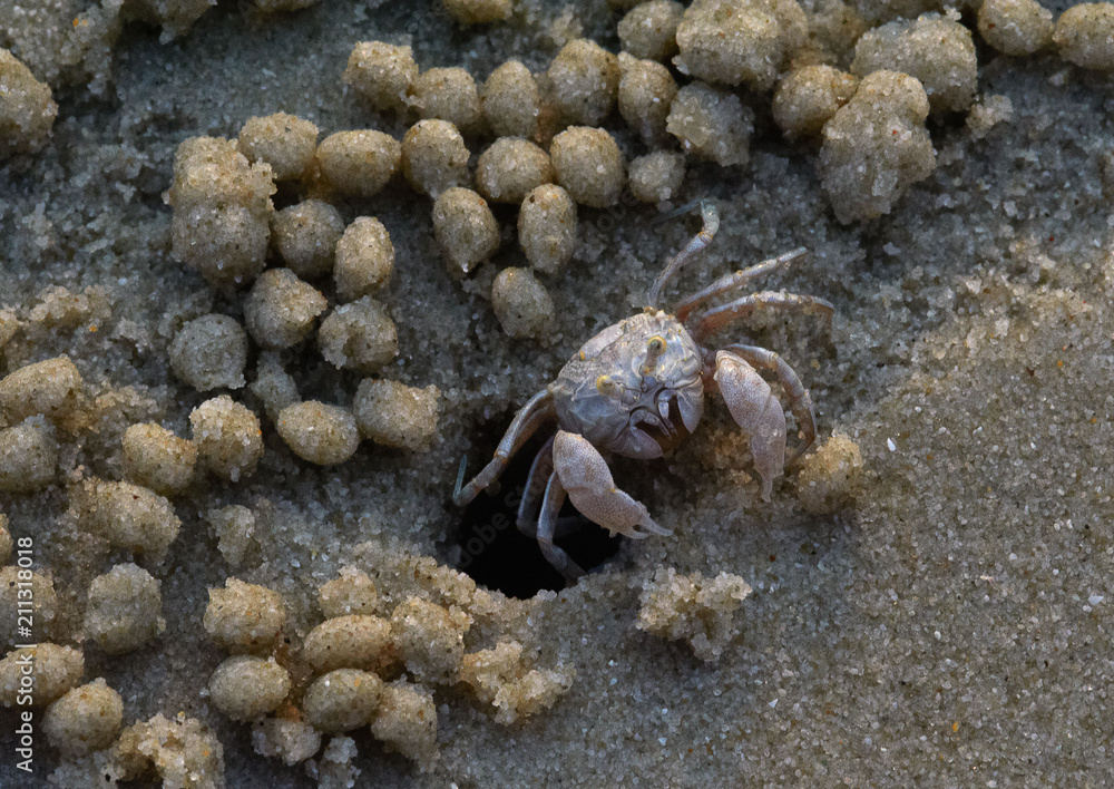 Sand bubbler crab at its hole and sand pellets around