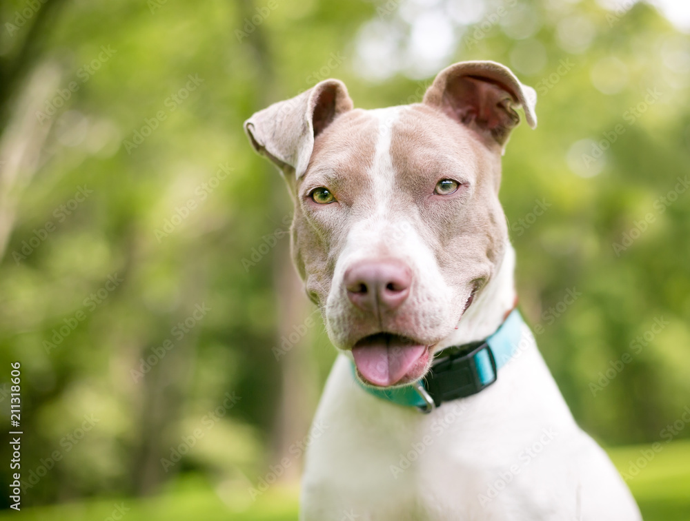 A fawn and white Pit Bull Terrier mixed breed dog with a happy expression