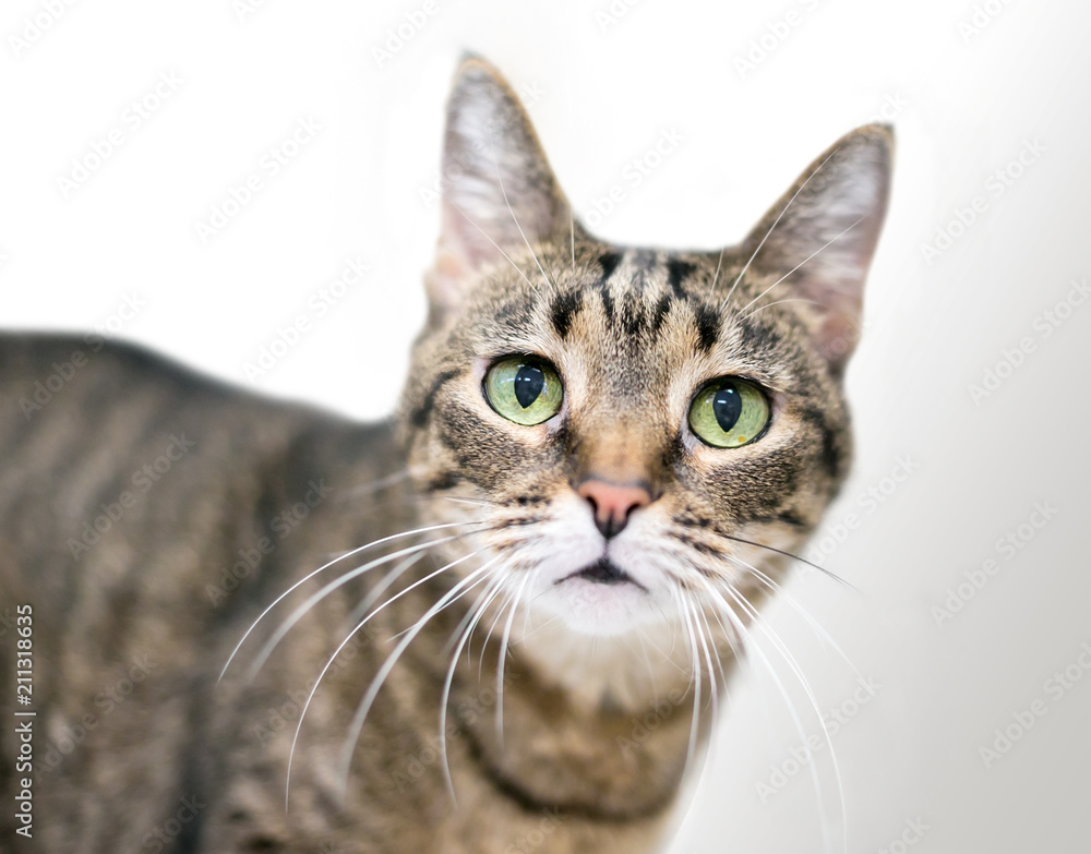 A brown tabby domestic shorthair cat with green eyes