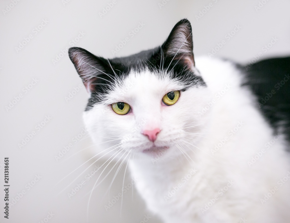 A black and white domestic shorthair cat with yellow eyes