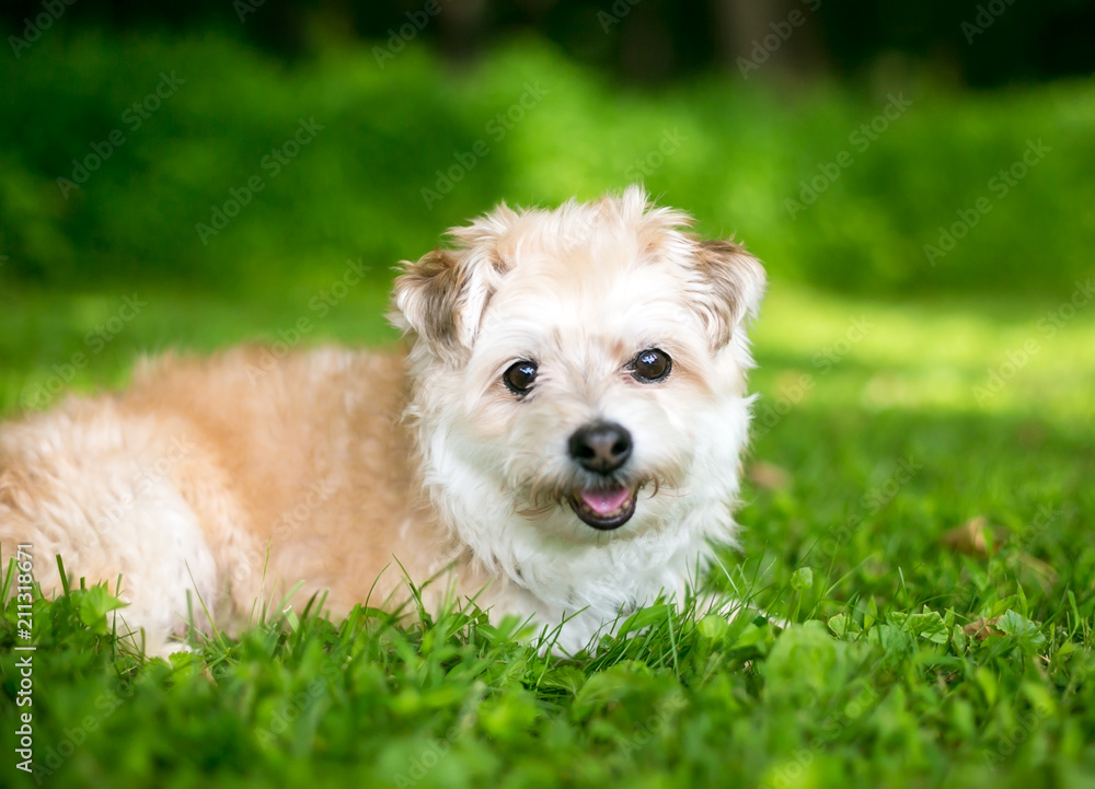 A cute Miniature Poodle / Pomeranian mixed breed dog lying in the grass
