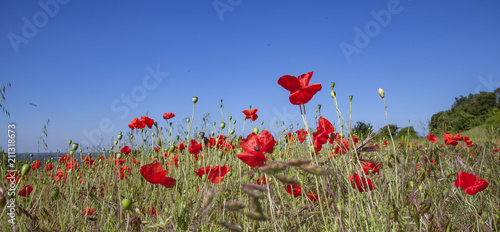 Red Poppy Fields © REX