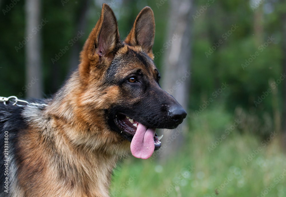 Shepherd dog in the grass Shepherd dog in the grass