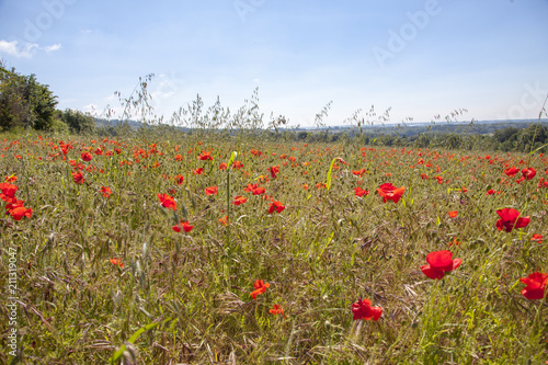 Wild Flower Field