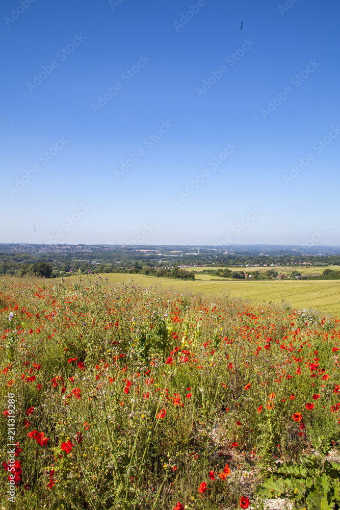 Wild Flower Field