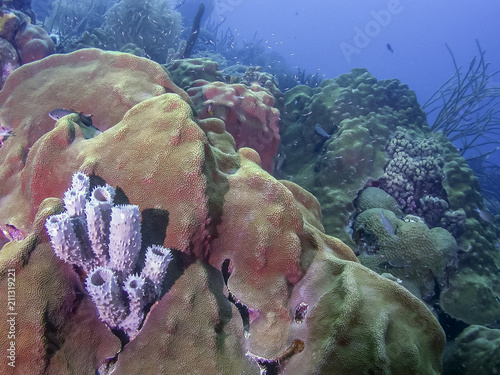 Callyspongia vaginalis, branching vase sponge photo