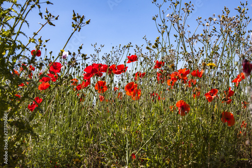 Red Poppy Fields © REX