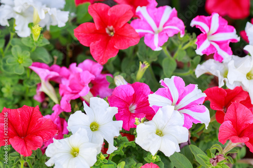 Colorful multicolored flowering petunias