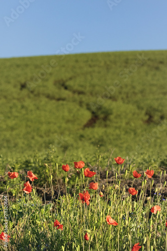 Poppies in Palouse