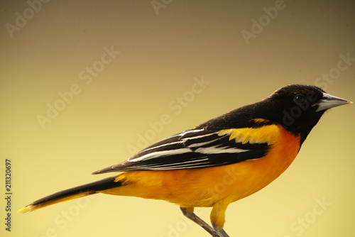 ORIOLE PERCHED ON POST
