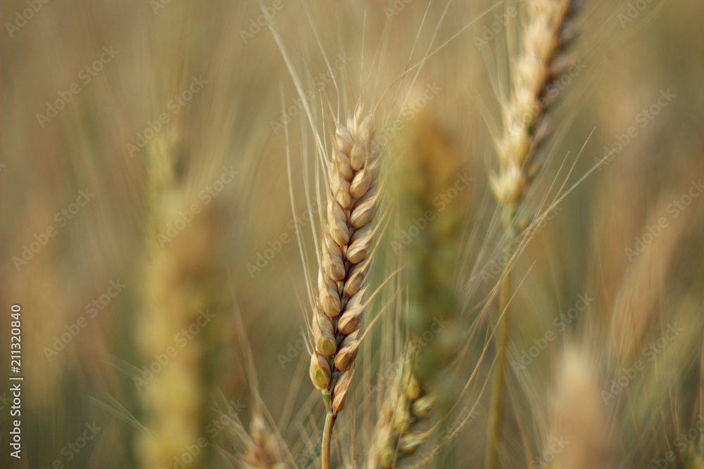 golden barley on the field in macro