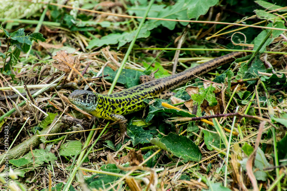lizard green on the grass