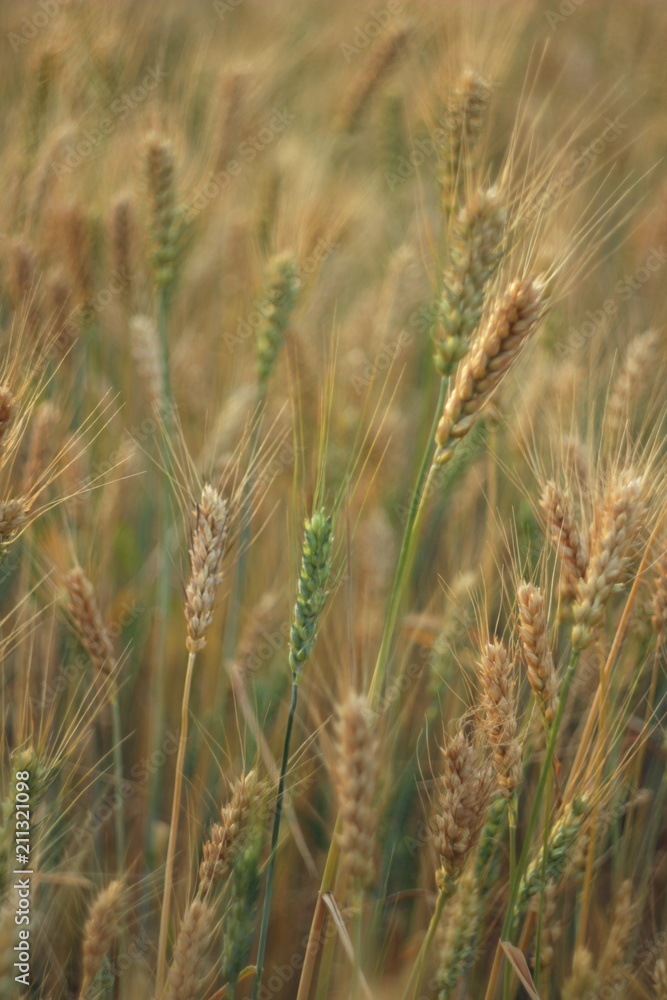 golden barley on the field golden barley on the field
