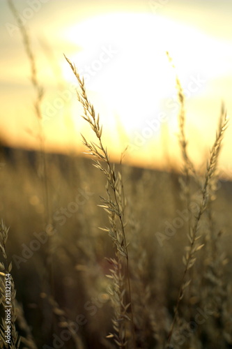 long grass in a field at sunset in a macro