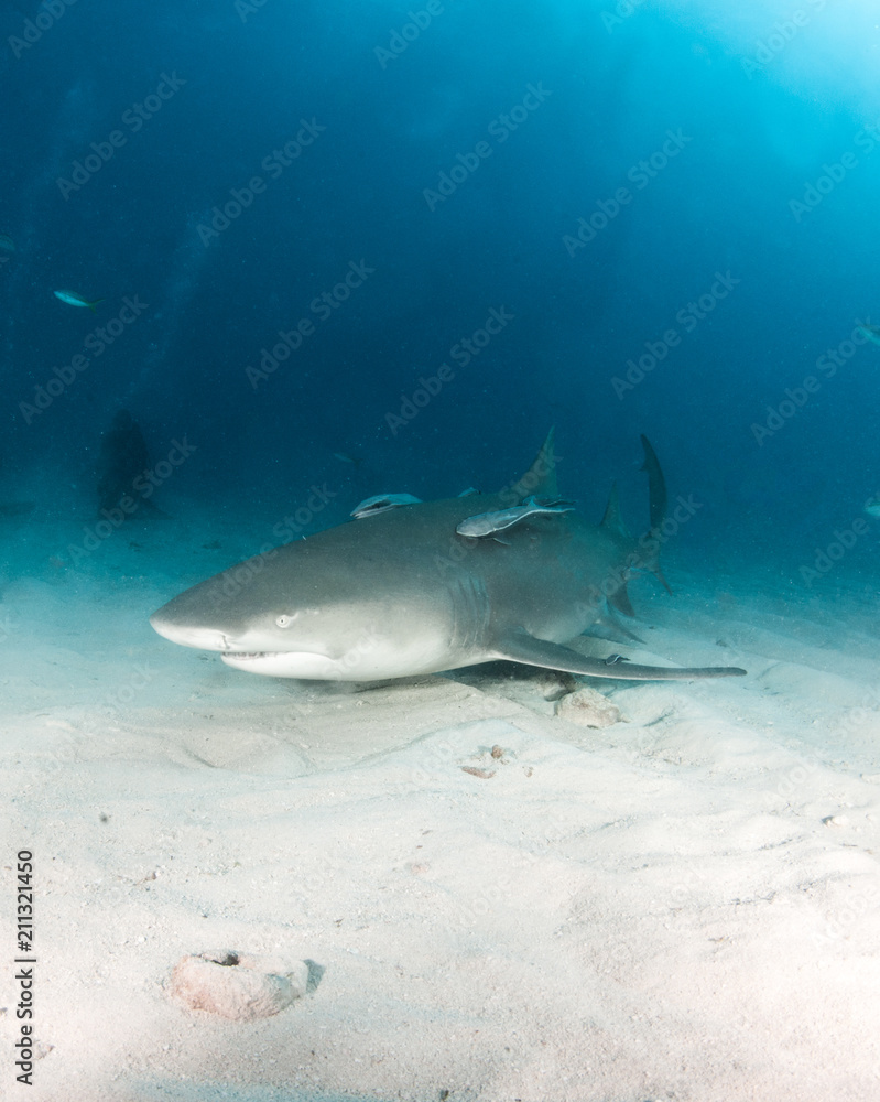 Fototapeta premium Lemon shark