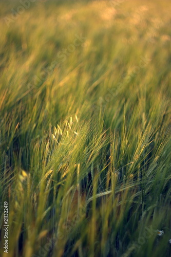 long grass in the field