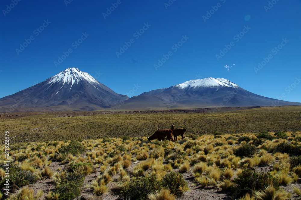 Lamas devant les volcans Licancabur et Lascar