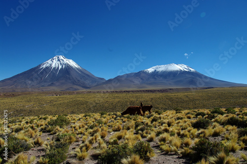 Lamas devant les volcans Licancabur et Lascar © Clemence Béhier