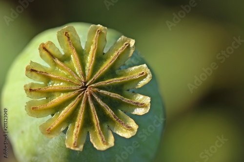 Fototapeta Naklejka Na Ścianę i Meble -  Nahaufnahme einer Schlafmohnkapsel (Papaver somniferum) 