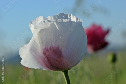 Fototapeta Naklejka Na Ścianę i Meble -  Weiße Schlafmohnblüte (Papaver somniferum) in Germerode am Meißner 
