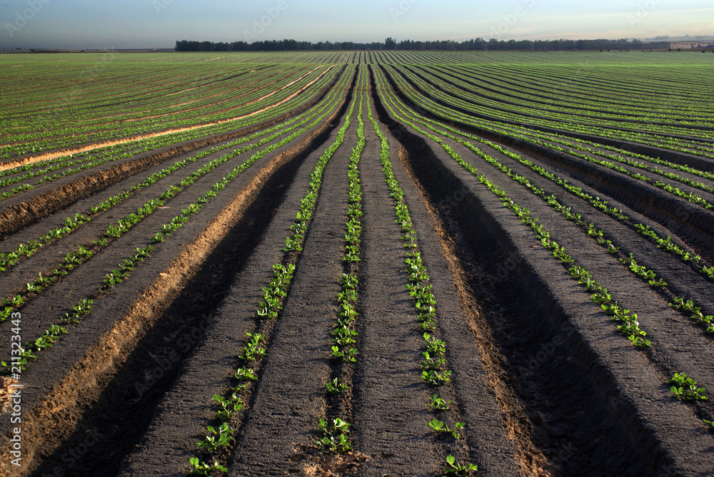 Field proceed to a horizon line Field proceed to a horizon line