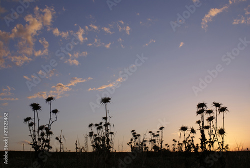 Silhouettes of thistle on a background of sunset