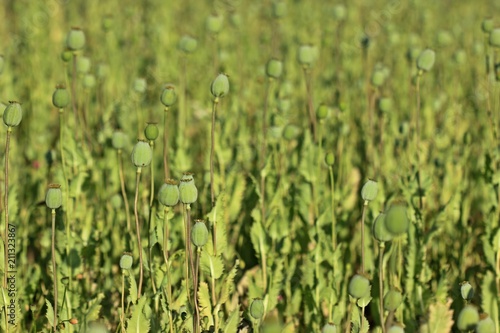 Fototapeta Naklejka Na Ścianę i Meble -  Schlafmohnkapseln (Papaver somniferum) 
